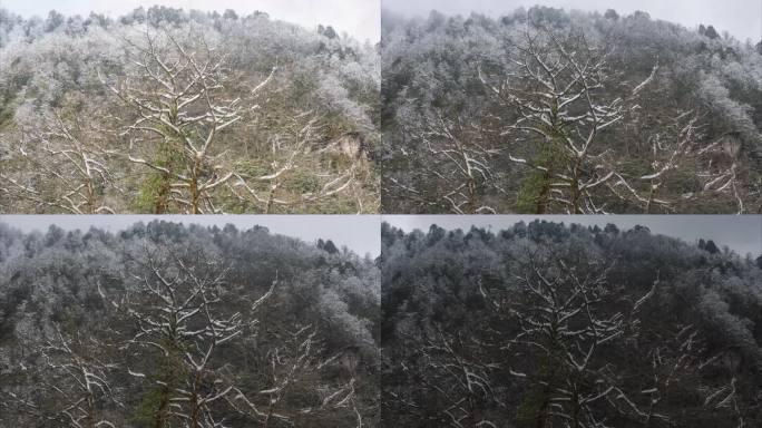 原始森林雪融化延时视频素材