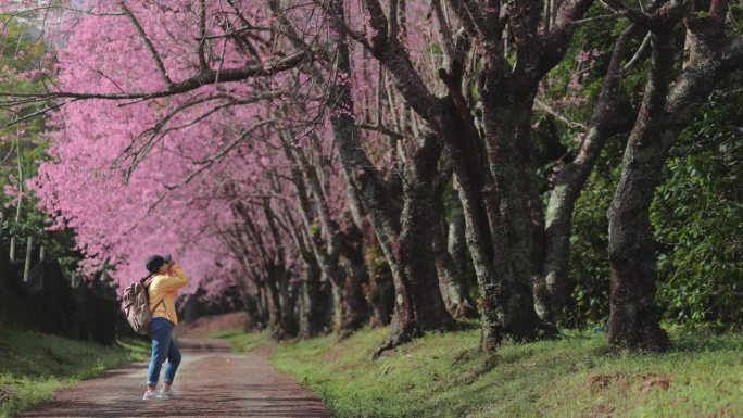 一个女人独自徒步旅行，在被绿树和大自然包围的宁静的樱花上拍照