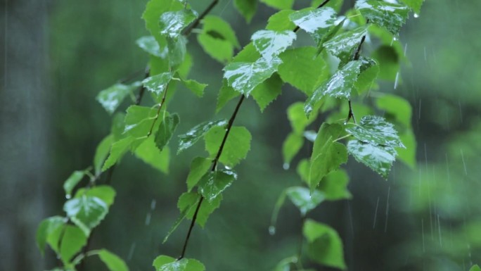 夏雨在森林里