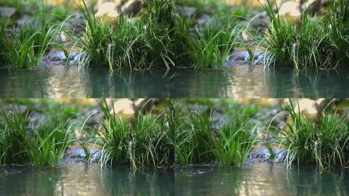 小溪石菖蒲  流水 实拍视频  溪流