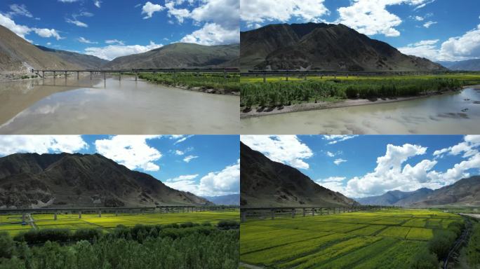 雅鲁藏布江畔的油菜田和拉林铁路上的列车