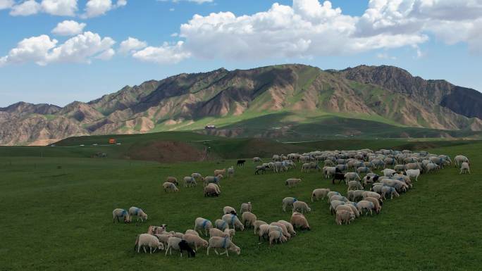 祁连山大草原上的羊群