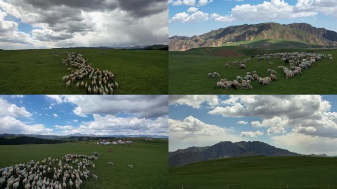 祁连山大草原上的羊群