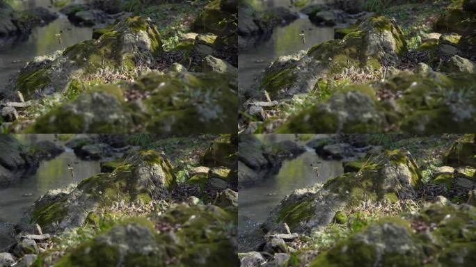 小溪岩石上的 苔藓 实拍视频  溪流
