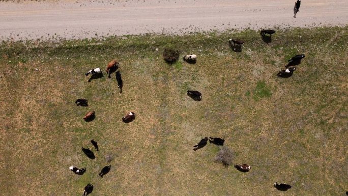肉牛农场，鸟瞰。牧场上的牛群。航拍无人机视频