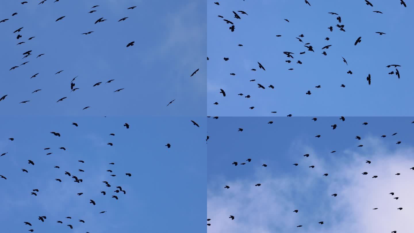 一群乌鸦在天空飞翔