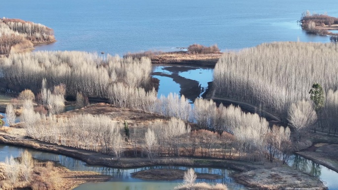 大理剑湖省级湿地保护区的冬季风光