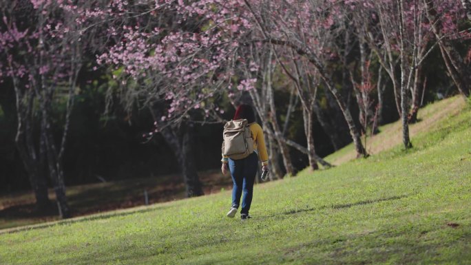 一个女人独自徒步旅行，在被绿树和大自然包围的宁静的樱花上拍照
