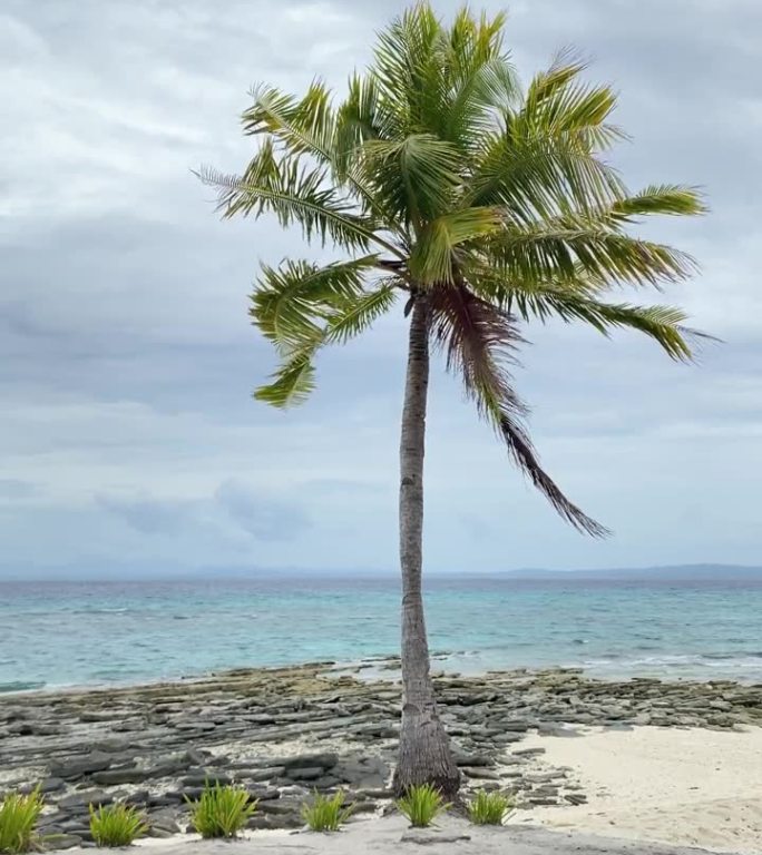 在清澈的大海、白色的沙滩、石头、山脉和多云的天空的衬托下，一棵棕榈树在风中摇曳。
