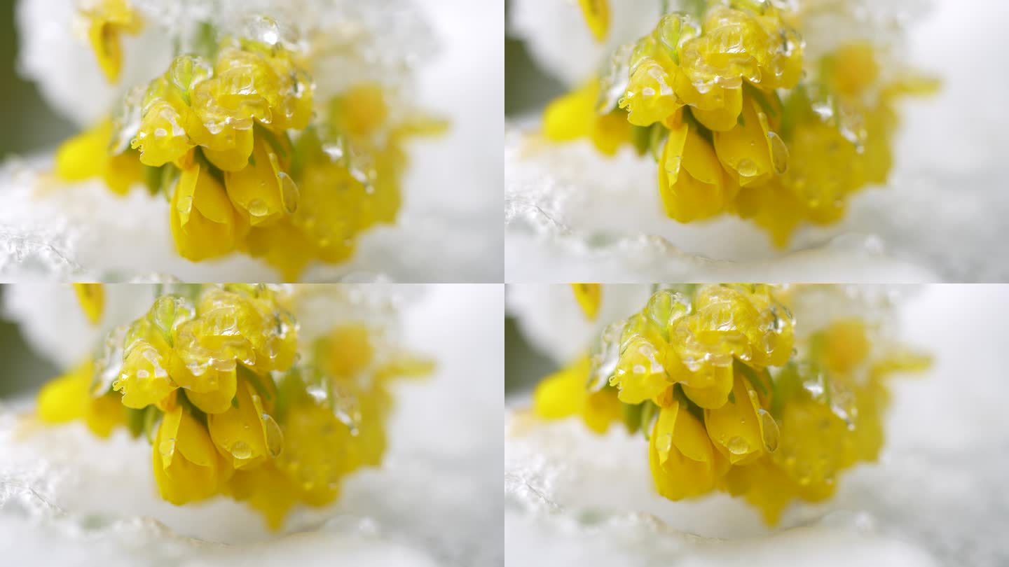 冰雪覆盖白菜菜花视频4K