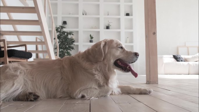 拉布拉多猎犬躺在家里，舌头掉了