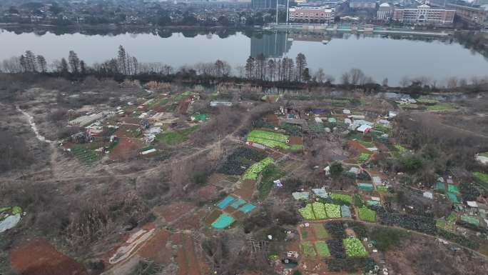 城市中的闲置空地荒地被种菜和搭棚子贫民窟