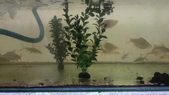 鱼店水族馆展出各种热带观赏鱼