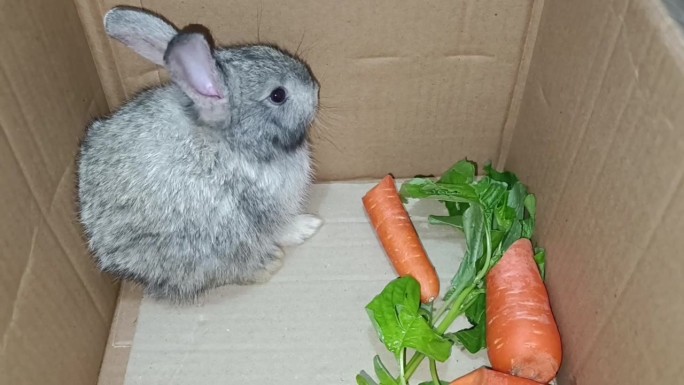 一只可爱的小灰兔宝宝在纸板箱里