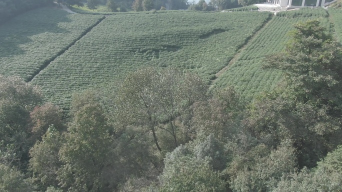 航拍天气晴朗的龙井茶茶园