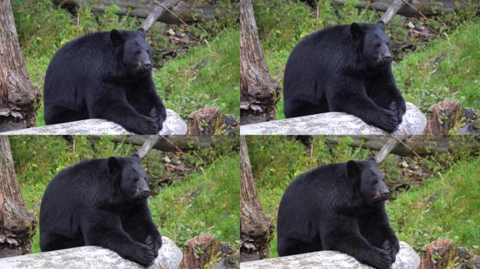 阿拉斯加锡特卡的美洲黑熊。