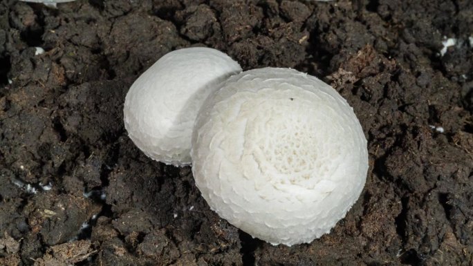 蘑菇生长在土壤背景下的时间推移。浇水时土壤中的微生物。