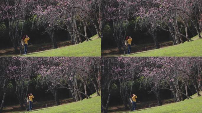 一个女人独自徒步旅行，在被绿树和大自然包围的宁静的樱花上拍照