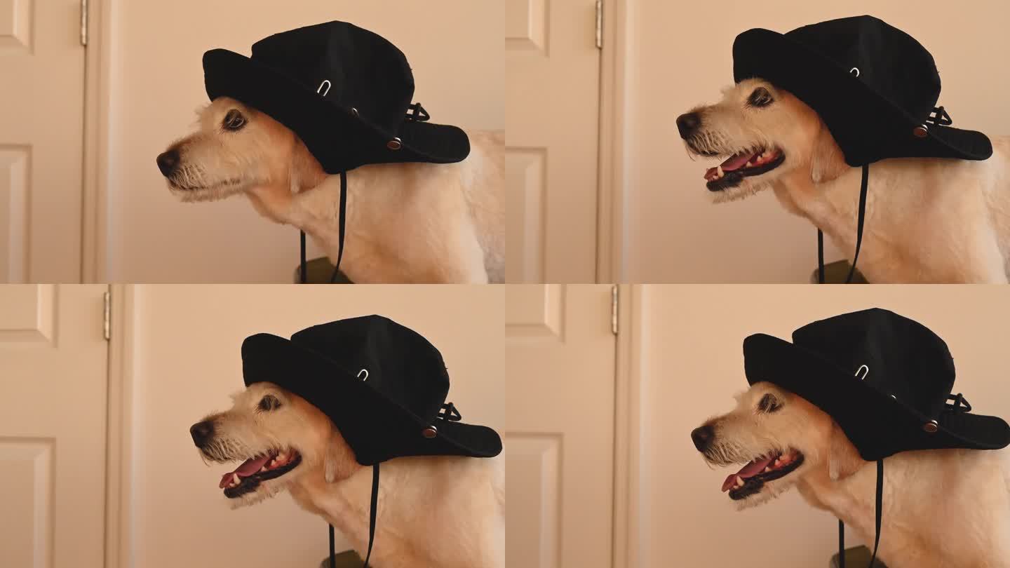 房子里一只戴着黑帽子的可爱狗的侧视图