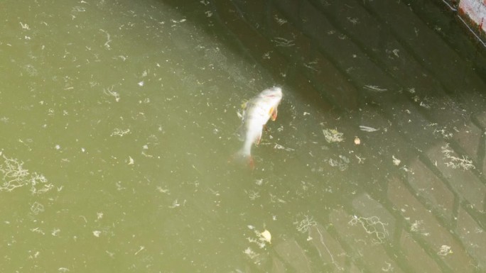 死鱼漂浮在被污染的水面上。静态的镜头。