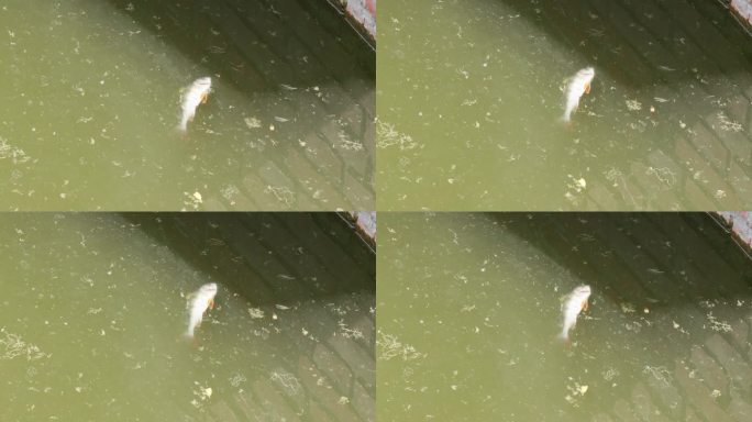死鱼漂浮在被污染的水面上。静态的镜头。