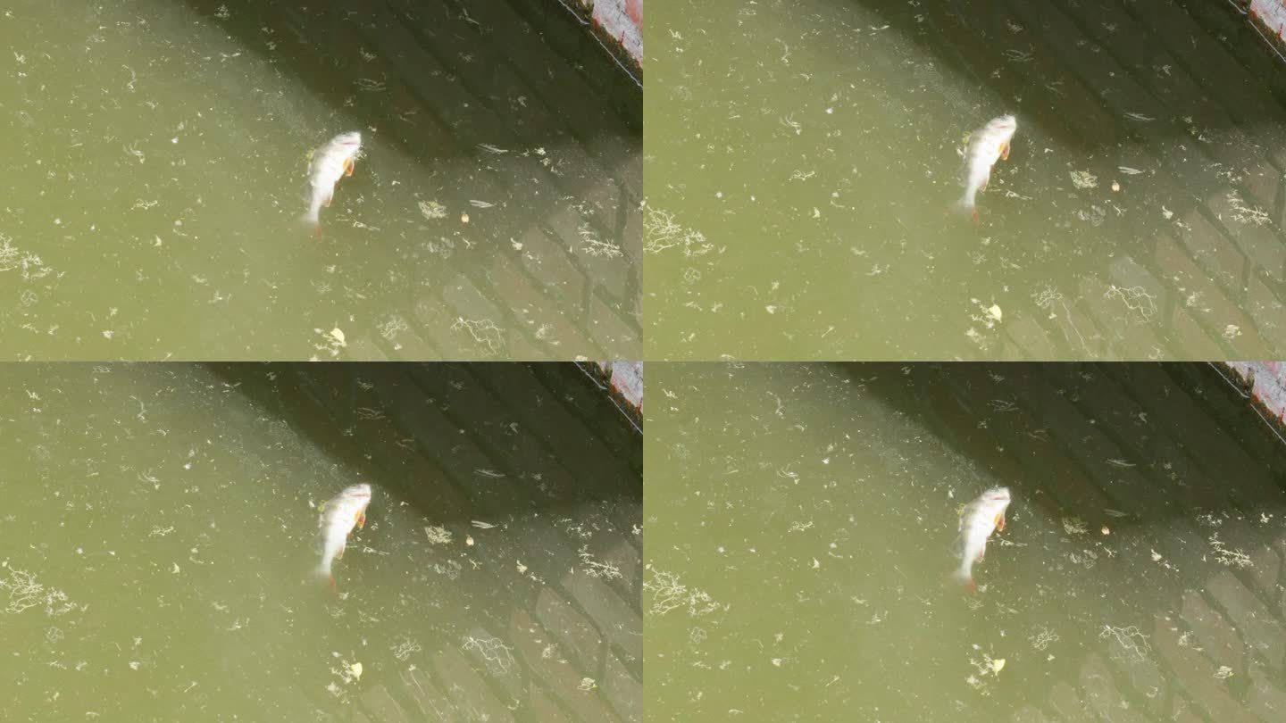 死鱼漂浮在被污染的水面上。静态的镜头。