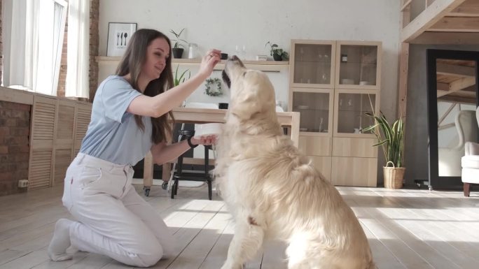 年轻女子和她的纯种拉布拉多猎犬在家里玩得很开心