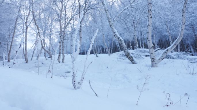 冰雪覆盖的树林 崇礼万龙滑雪场