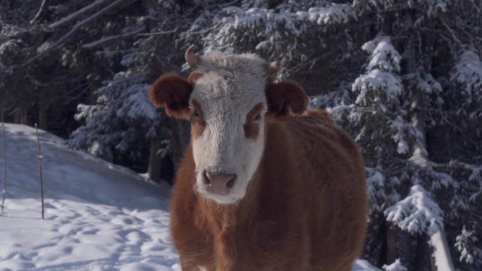 雪地里的黄牛