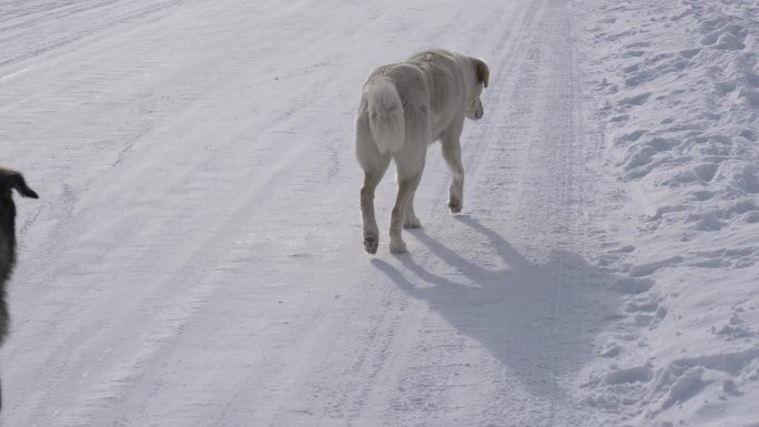 雪地上的狗