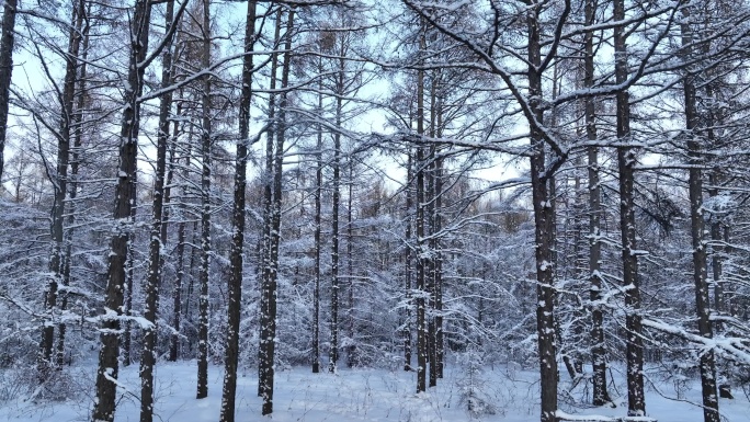 松林雪淞