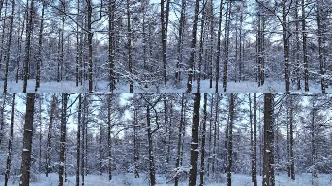 松林雪淞