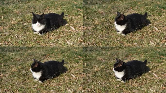 黑猫趴在草坪上晒太阳