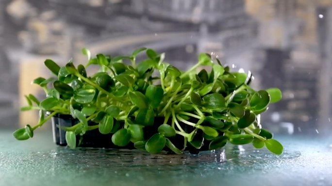 发芽的向日葵芽落在玻璃桌上，在一个关于健康食品选择的美丽视频周围飞溅。饮食健康吃素的维生素食品