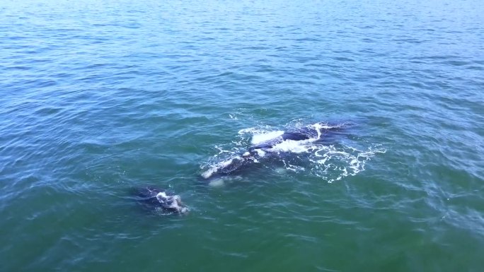 刚出生的南露脊鲸幼崽在靠近母亲时喷水