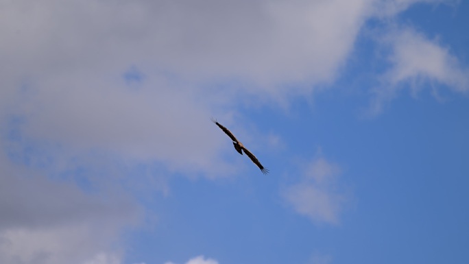 雄鹰在蓝天翱翔的升格视频