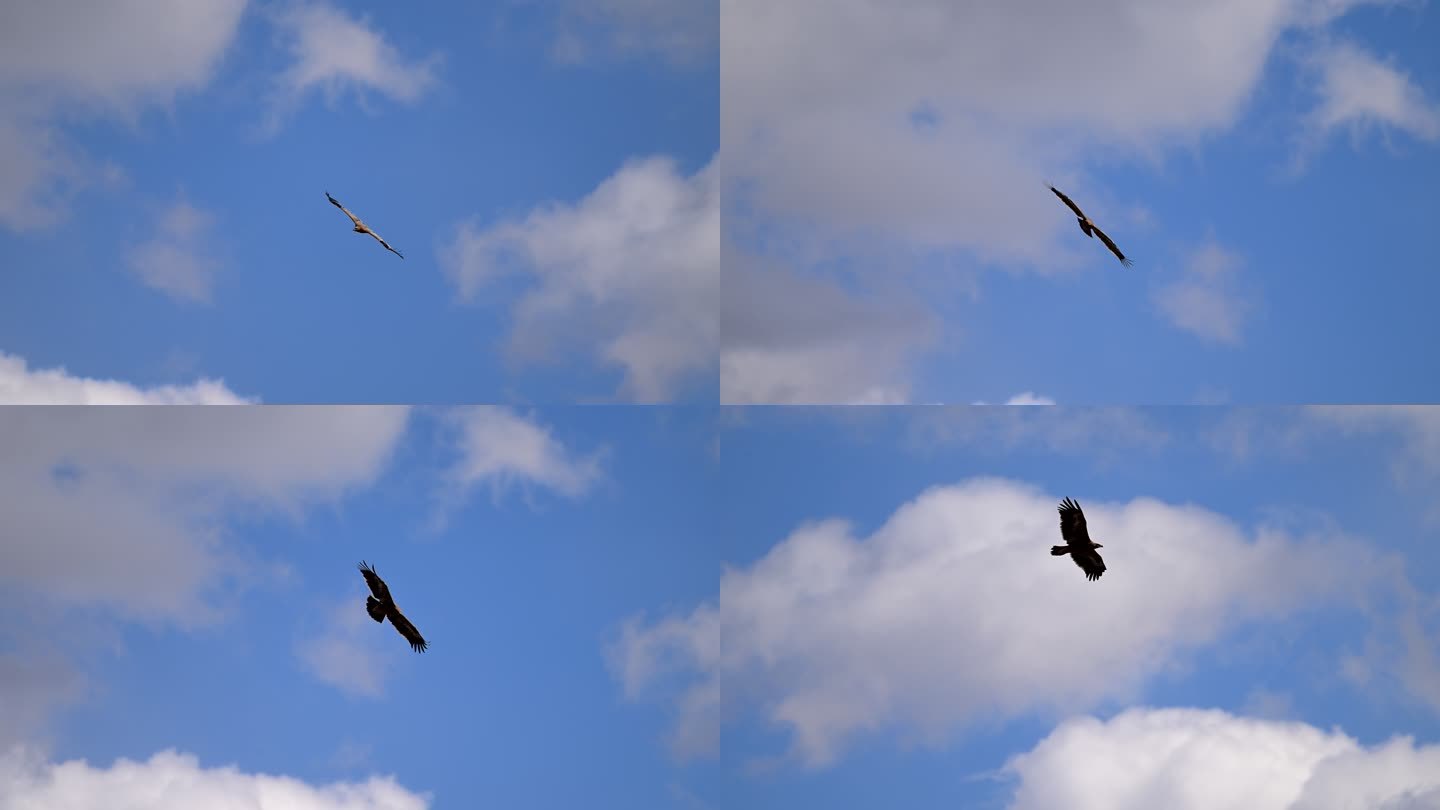 雄鹰在蓝天翱翔的升格视频