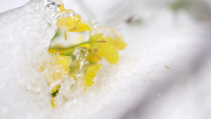 冰雪覆盖白菜菜花视频4K