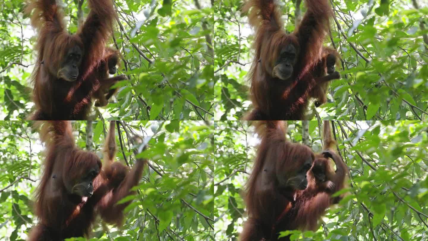 猩猩妈妈挂在树枝上，宝宝在吃水果