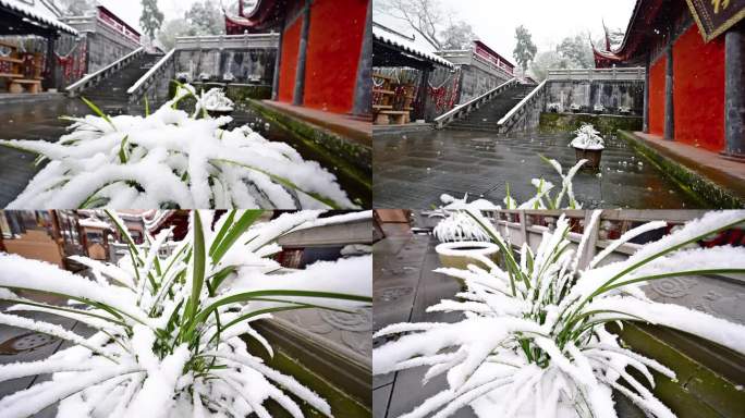 唯美雪景兰花瑞雪白雪视频