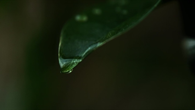 一颗雨滴从一片绿叶上落下。#雨滴#绿色#树叶#自然#清新#干净