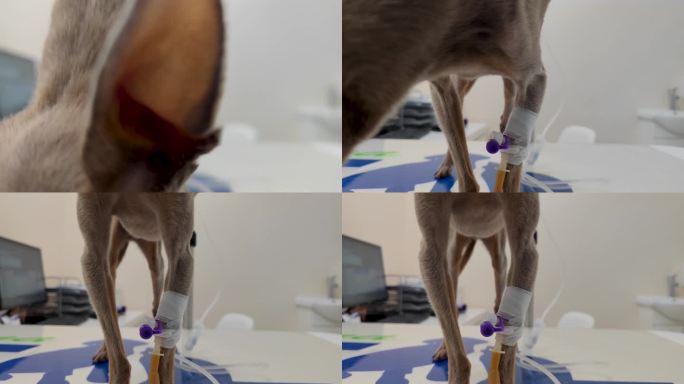 一只生病的狗坐在兽医的桌子上，插入了导尿管。静脉注射疗法