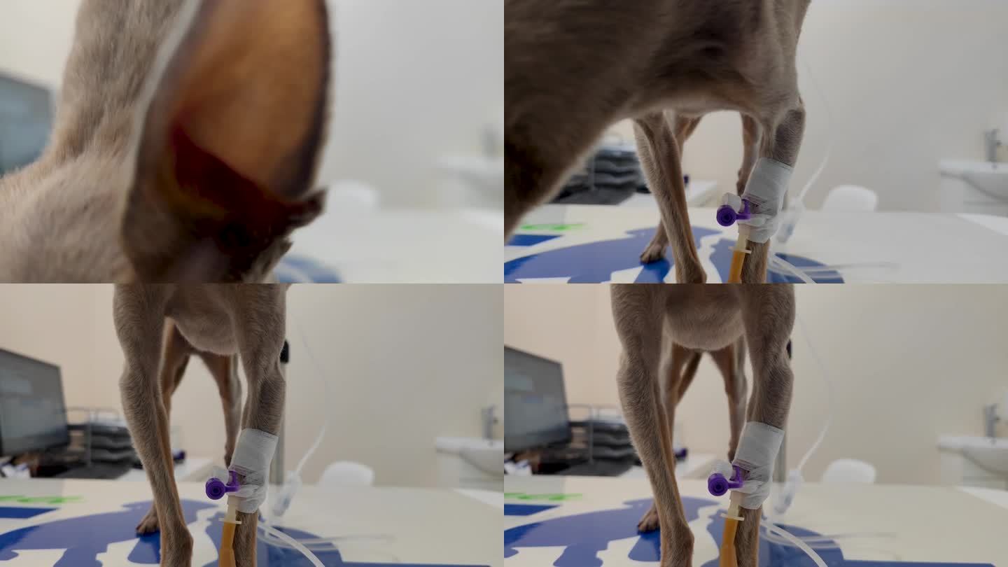 一只生病的狗坐在兽医的桌子上，插入了导尿管。静脉注射疗法