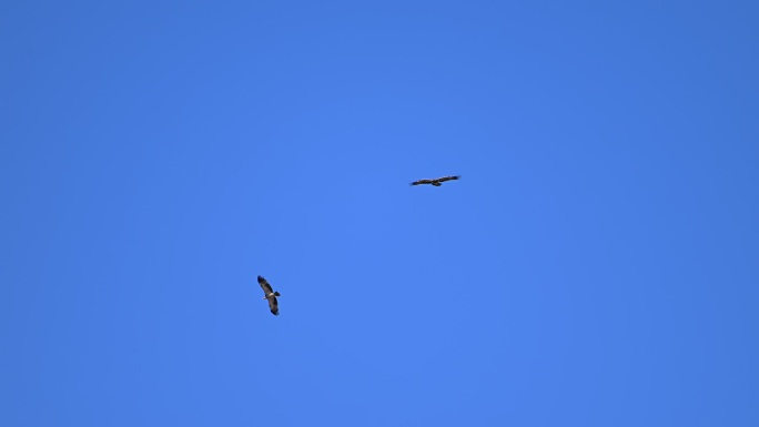 天空中有两只雄鹰飞翔的升格视频