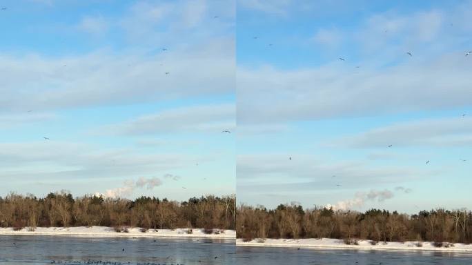 冬天，一群鸟在融化的浮冰上飞过，垂直视频。
