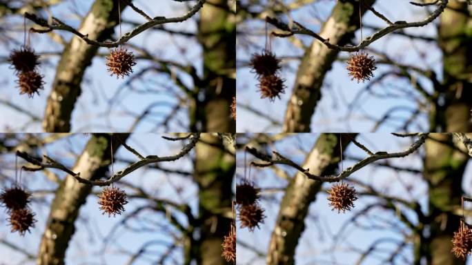 冬季枫香树(甜桉树)在蓝色天空的背景上长着尖刺的果实