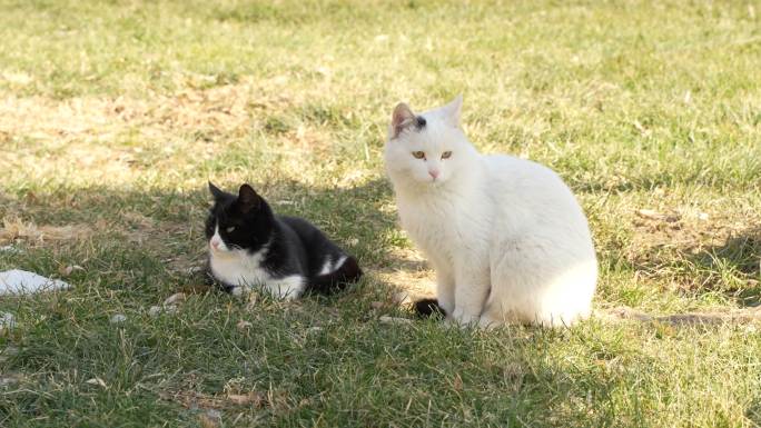 猫在草坪晒太阳休息