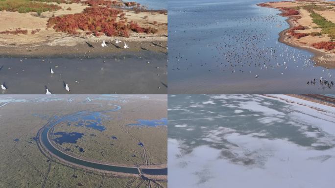 4k-湿地-群鸟飞翔慢镜头-升格