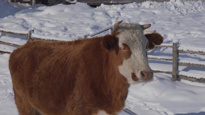 雪地里的黄牛