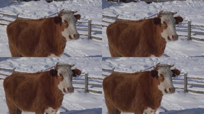 雪地里的黄牛